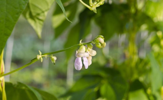 芸豆如何种植？需要注意哪些问题？