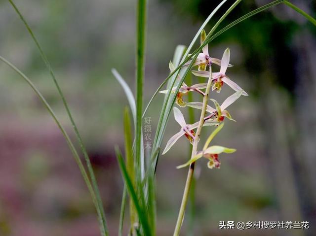 兰友只浇了3次水，家养蕙兰开花数量就翻一倍，究竟是怎么做到的