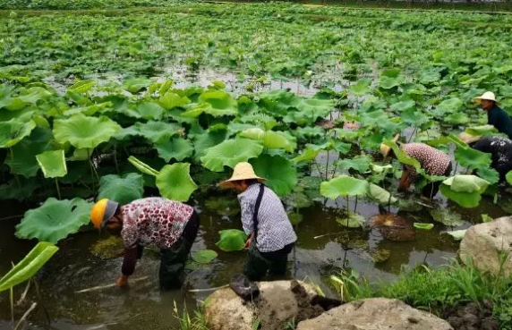 年入30万！杭州这片荷塘里 有人竟在捞“金子”