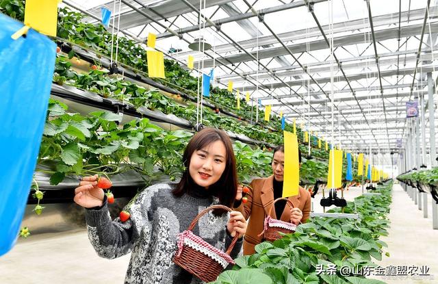 空中升降草莓种植系统多少钱一米？