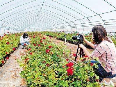 邯郸肥乡区千亩玫瑰园对外开放