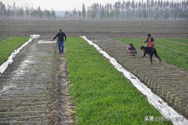 韭菜种植：播种移栽和挖根翻栽哪个方法好？各有哪些种植技巧？