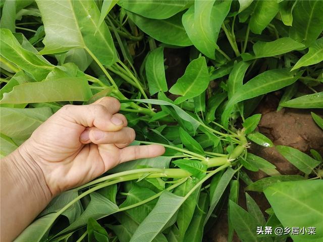 较粘泥土不好种菜？夏种空心菜，前期多松土施液肥，茂盛后防害虫