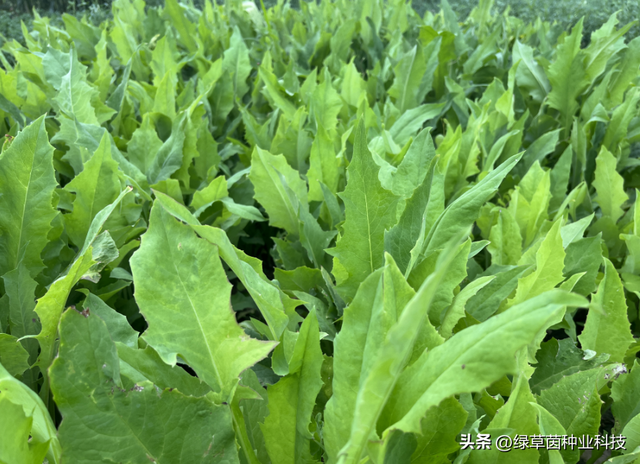 养殖鸡、鸭、鹅、猪在南方种植什么牧草？这个品种口感好，好种植