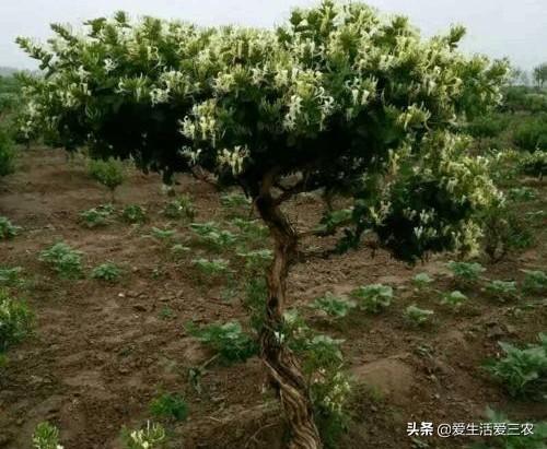 推荐四种不愁销路、价格稳定、适合新手种植的药材，建议收藏！