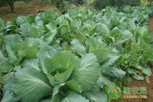 包菜怎样种植-蔬菜种植：圆菜种植技术及肥水管理