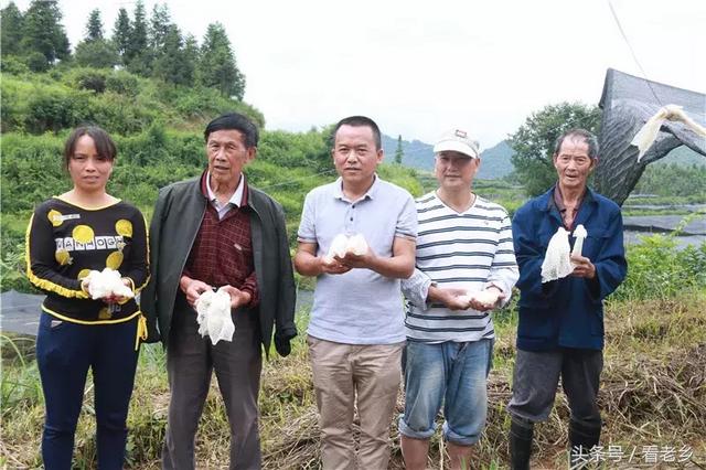 原生态高原竹荪 万山特区精准扶贫