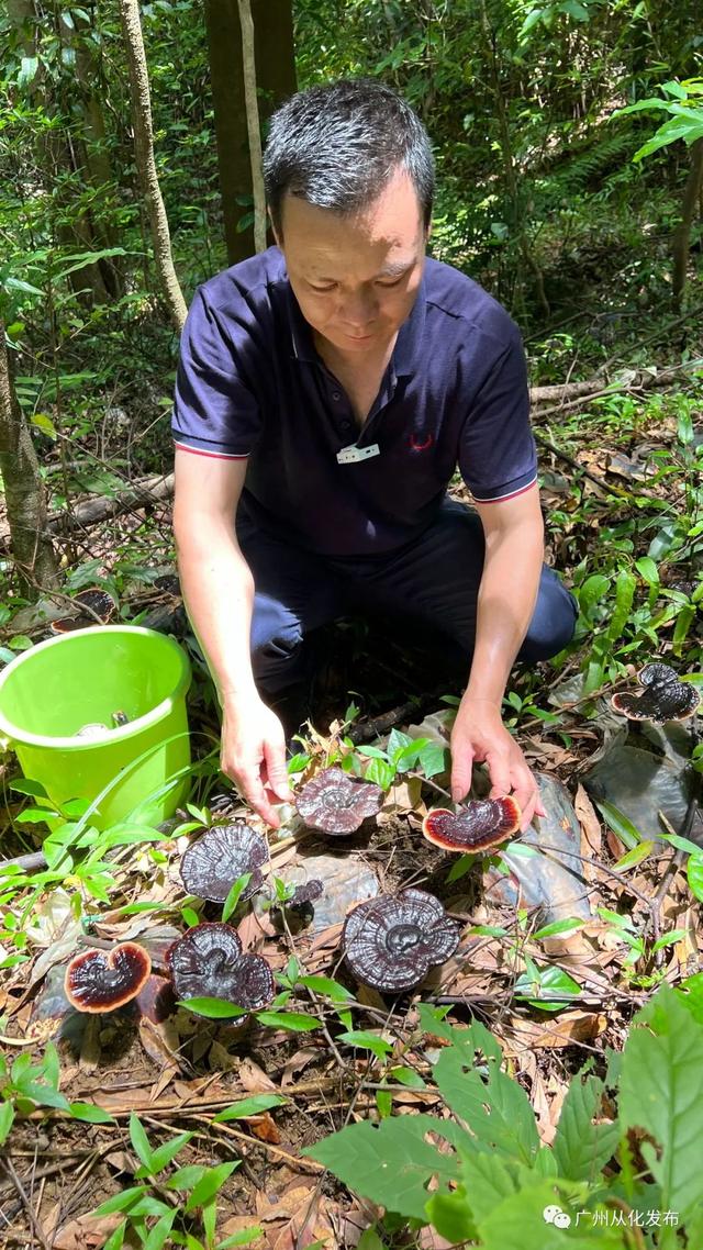 从化林下种植高山灵芝，撑起村民致富梦！