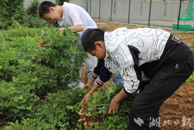 郧阳思源实验学校：我们种植的花生丰收啦！