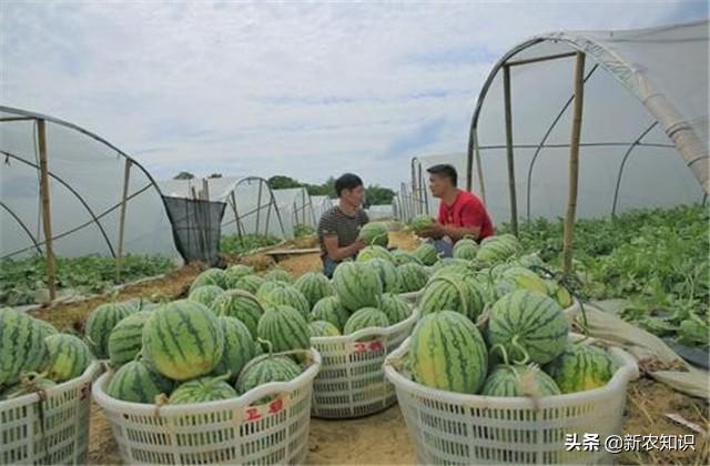 大棚西瓜种植需要注意哪些问题，从播种嫁接到收获，你知道多少？