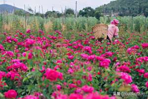 种植玫瑰花的效益-2021年创业做食用玫瑰种植、加工项目有前景吗？收益怎么样？