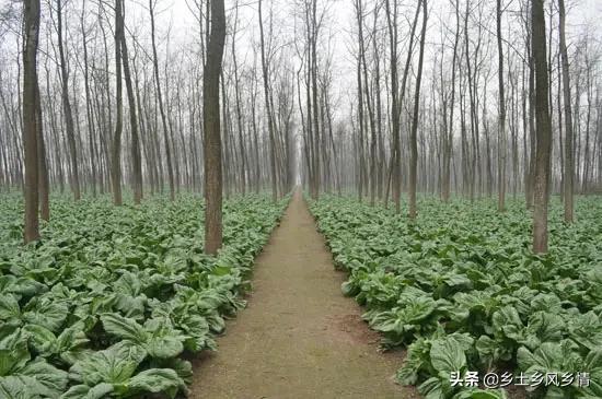 这5种蔬菜在树下栽培，不仅长得好，还是市场的宠儿，价高又俏销