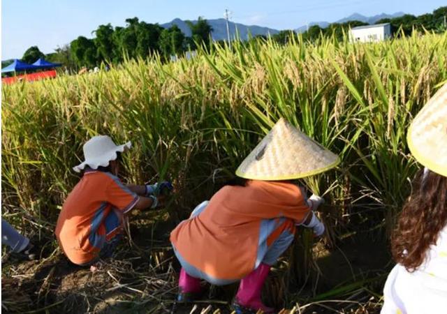 南方种植水稻的过程、成本和收益