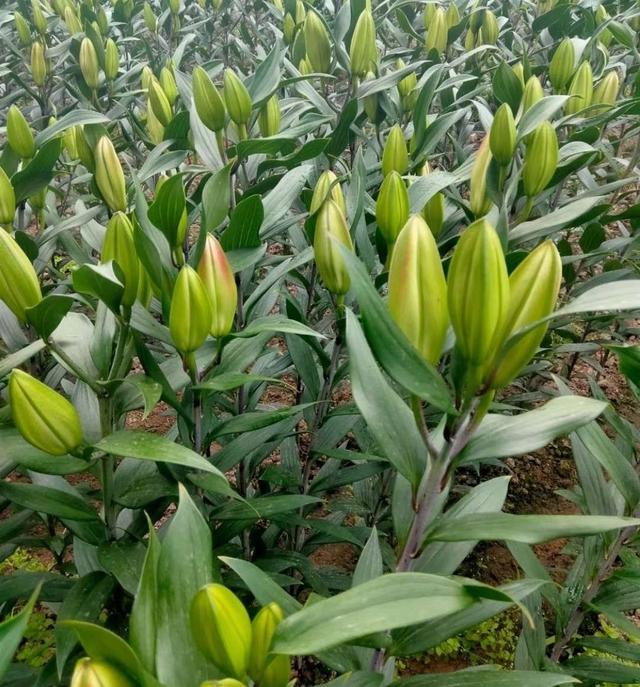 秋天，可以种百合花了，一个种植方法，开花更大更美花朵更多