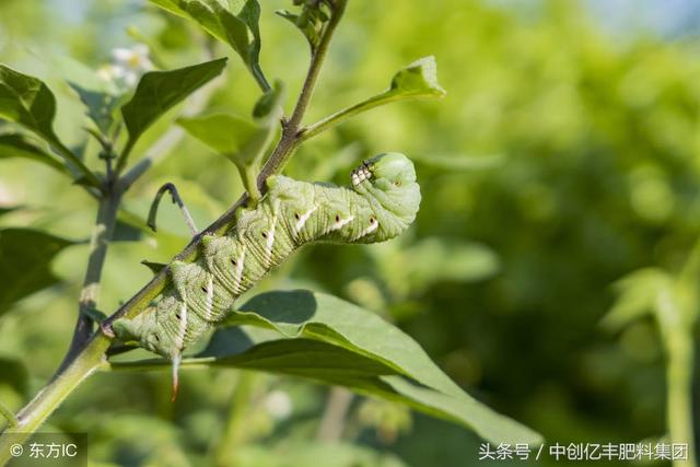 黄芪栽培技术