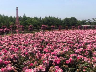 上海薰衣草节开幕！超百亩薰衣草花田“紫”等你来