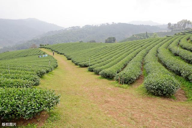 茶叶种植技术及推广策略，规范化栽培技术，不会的来学学吧！