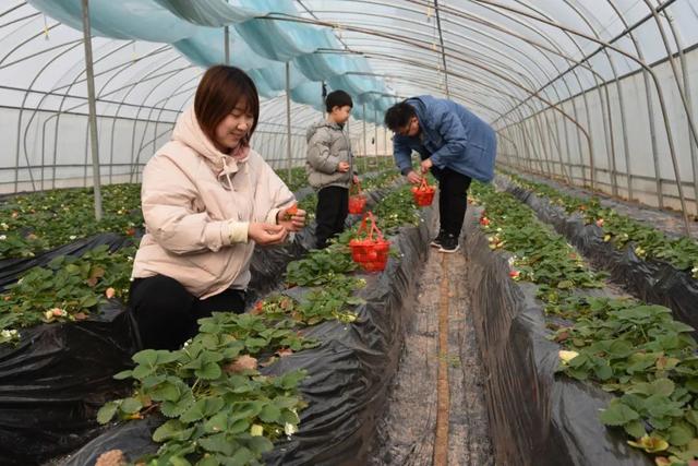 孟州市槐树乡：大棚产业增活力，乡村振兴有奔头