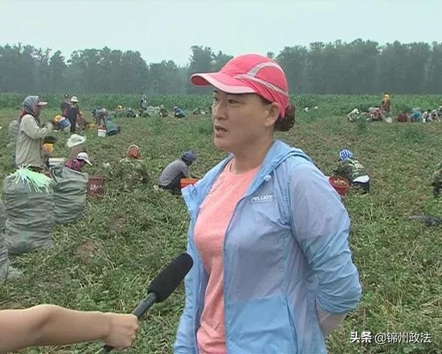 药材种植带来效益倍增——城关乡五里屯村沙参产业喜获丰收