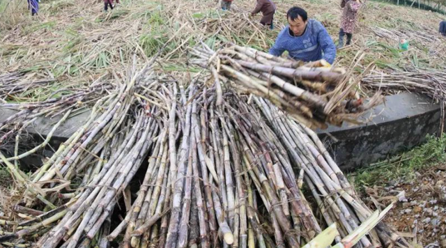 广西来宾农村50亩糖甘蔗种植，年收入曝光！一年能赚多少钱？