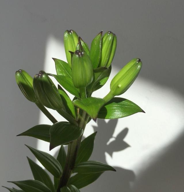 盆栽百合花的种植技巧，掌握3点，花苞更多，花大味香