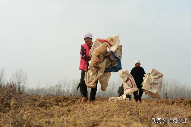 农村人种植中药材，生长期3年，亩效益15000元，庆幸种了10亩