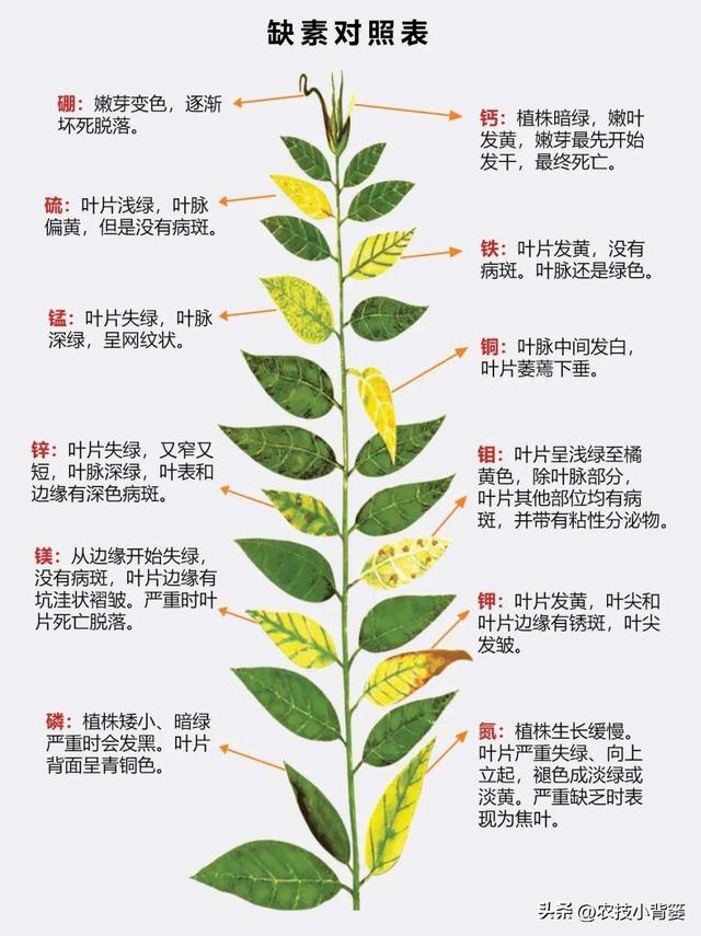 植物新芽嫩叶经常萎、焉、垂、凋、枯是怎么回事？怎样防治解决？