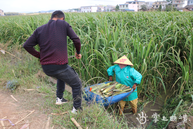 沾益大坡：茭白丰收 村民增收