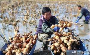 藕的种植图片-水田种莲藕产量低？给你4个栽培条件、7个育苗方法、9个高产技术