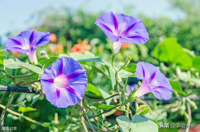 牵牛花的种植方法，以及对于它的特点有哪些？来了解一下