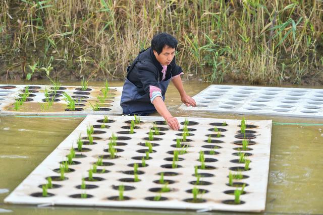 （经济）“水上种植”助农增产增收