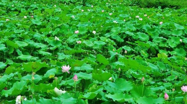 挖不尽的“塘泥”来养“小莲花”，一方水土养育一种花