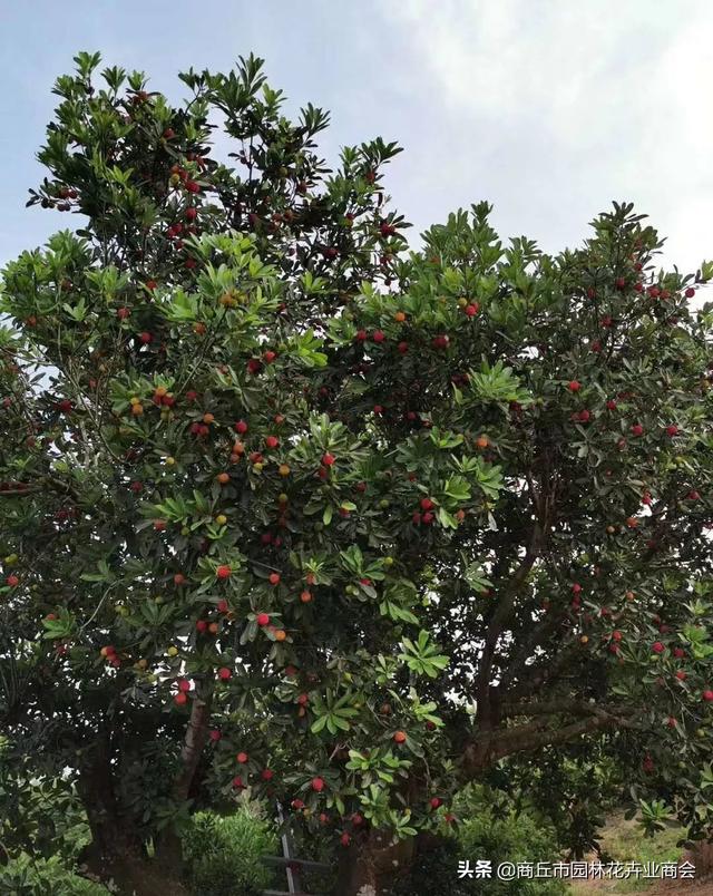 北方能不能种植杨梅树？