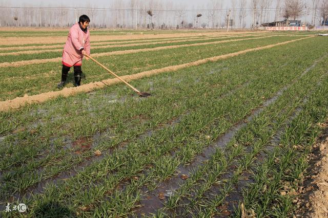 黏土地，小麦刚露头可否适合冬灌？