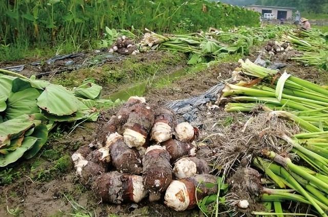 非洲国家种植粮食，为何宁愿大量种芋头，也不种水稻和小麦？