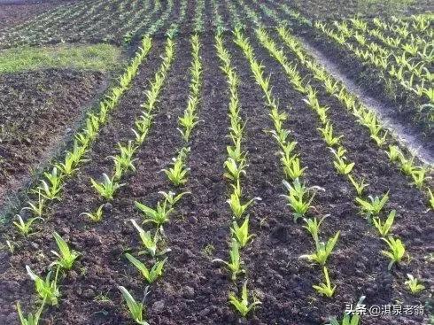 早春定植莴苣、洋葱的时间及措施