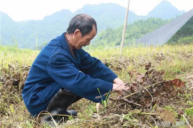 原生态高原竹荪 万山特区精准扶贫