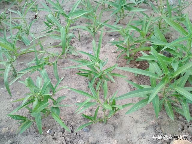 较粘泥土不好种菜？夏种空心菜，前期多松土施液肥，茂盛后防害虫