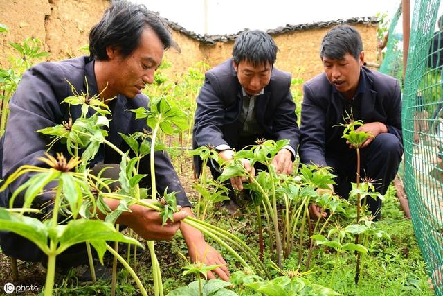 重楼行情如何？有人赚，有人亏！入行需谨慎！送上一份种植大全