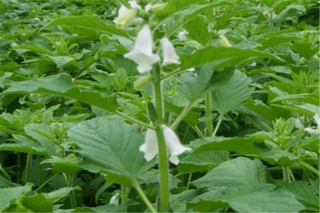 芝麻的种植技术有哪些?