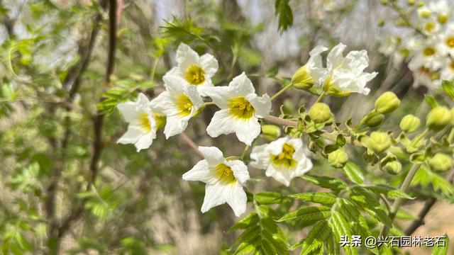 文冠果种子催芽小窍门