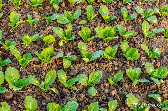 种植大白菜浇水有讲究，三水齐苗、五水定棵，农村自古老话