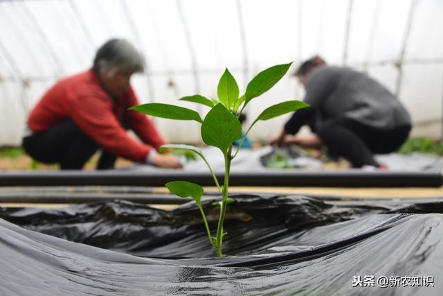 辣椒塑料大棚早熟栽培技术！提高塑料大棚辣椒种植水平