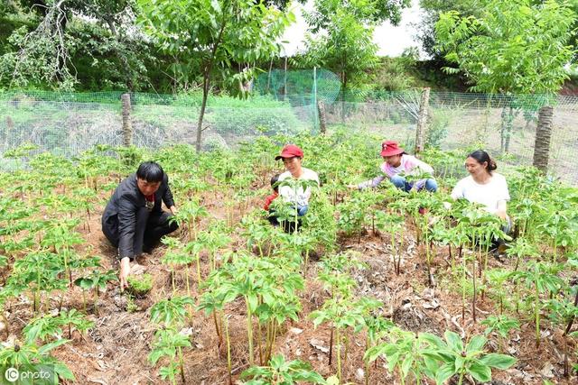 重楼行情如何？有人赚，有人亏！入行需谨慎！送上一份种植大全