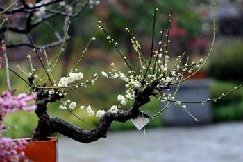 花卉的种植方法及繁殖——梅花