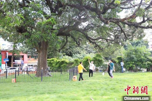 广州300年香芒古树挂果逾两千 浓浓银稔味惹民众忆乡情