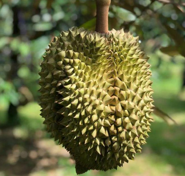 国产榴莲种植，让泰越两国深感焦虑，中国不进口，高价榴莲卖给谁