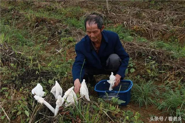 原生态高原竹荪 万山特区精准扶贫