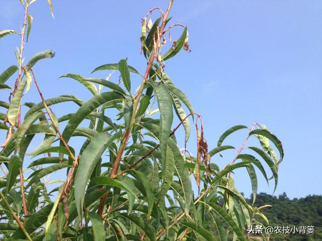 植物新芽嫩叶经常萎、焉、垂、凋、枯是怎么回事？怎样防治解决？