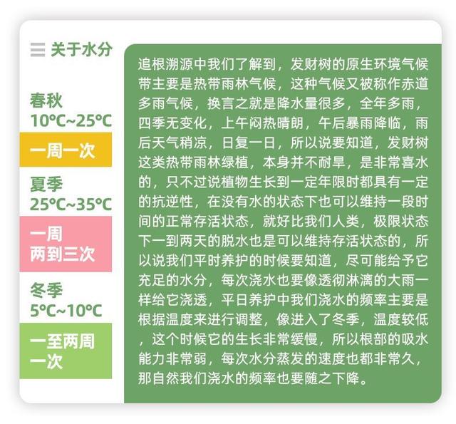 发财树是到底有多难养？最全面的发财树养护攻略来了